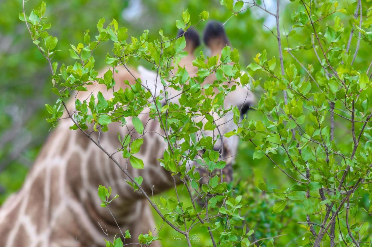 Milima Big 5 Safari Lodge Ходспруит Екстериор снимка