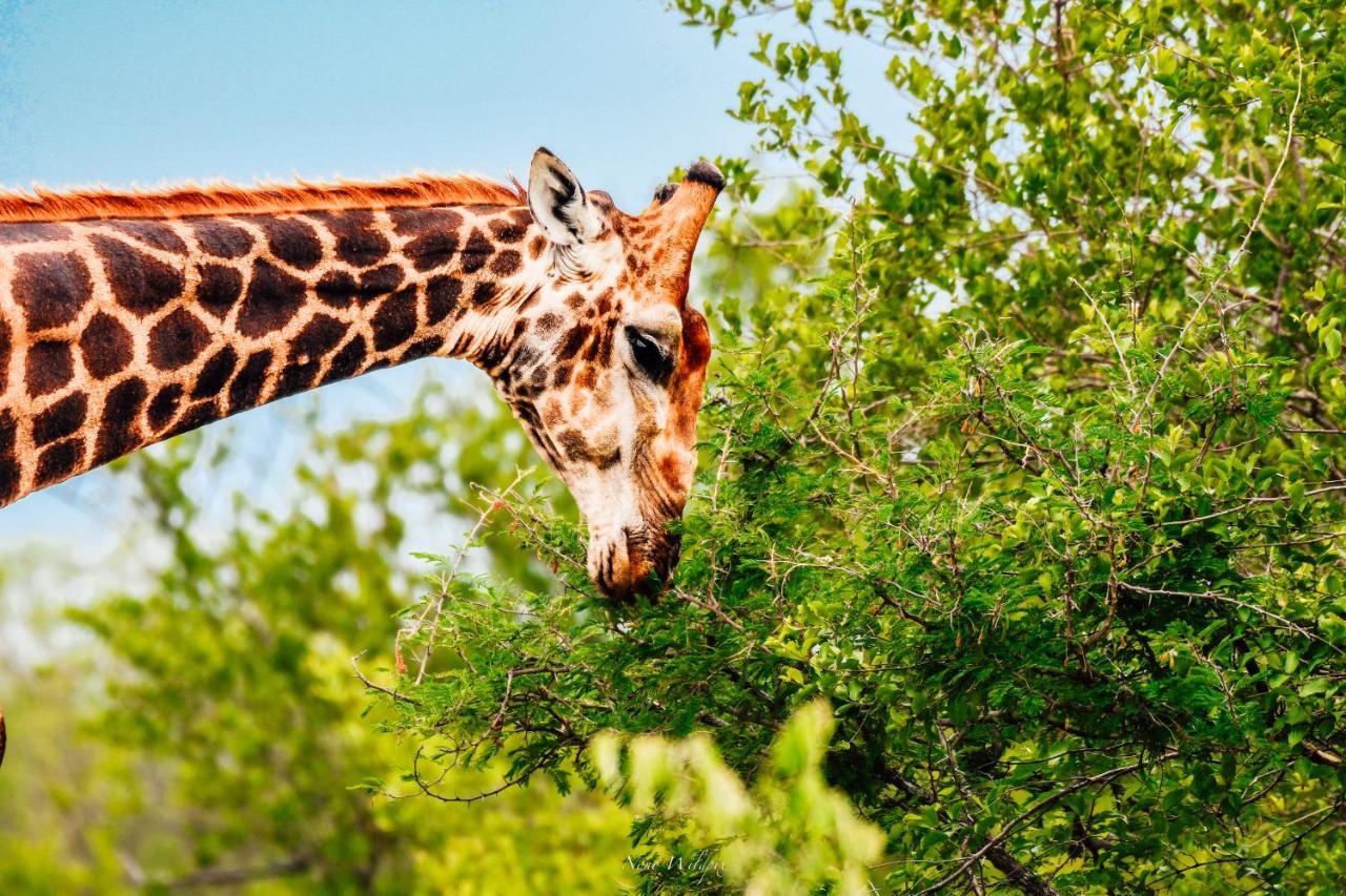 Milima Big 5 Safari Lodge Ходспруит Екстериор снимка