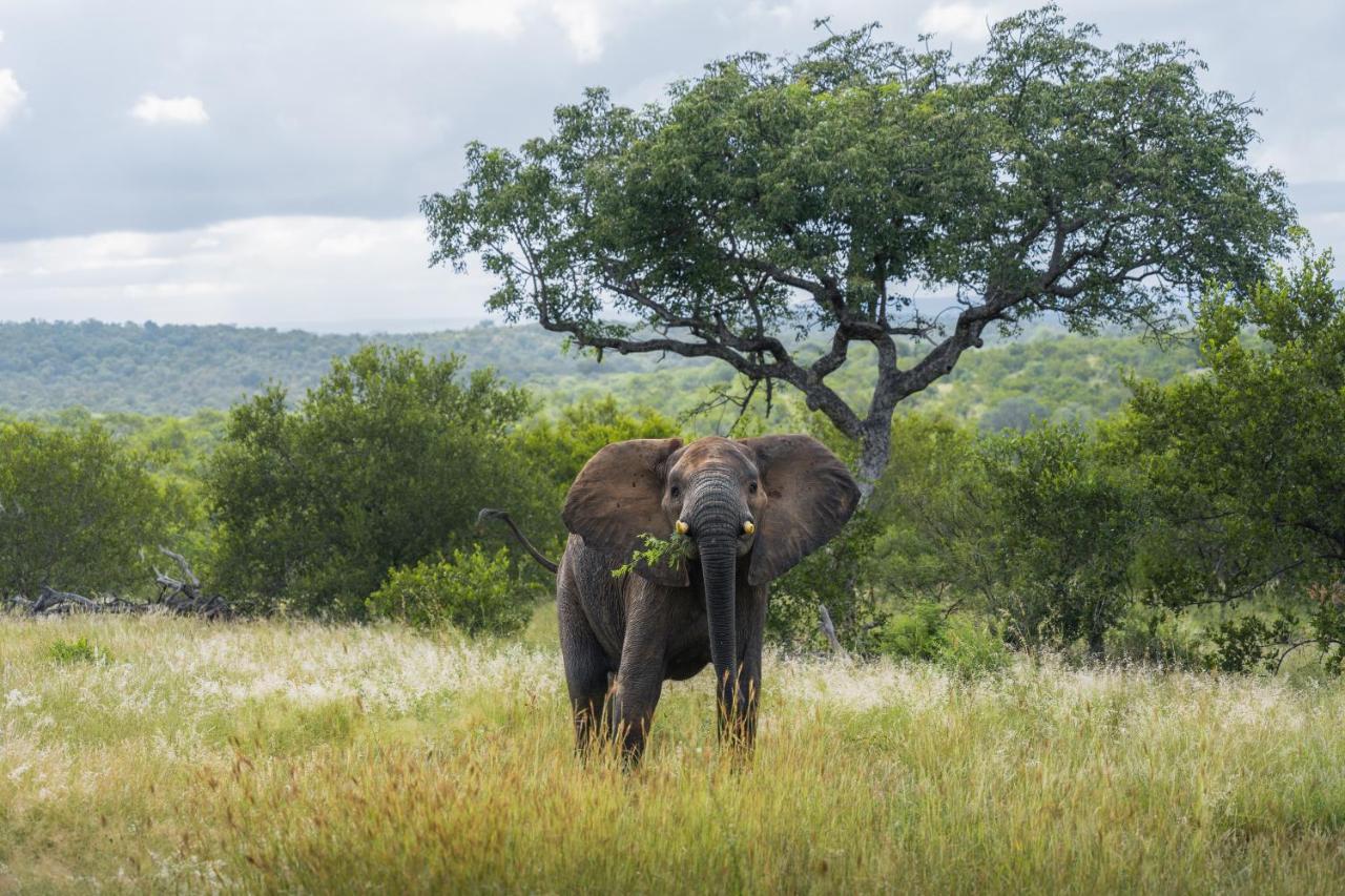 Milima Big 5 Safari Lodge Ходспруит Екстериор снимка